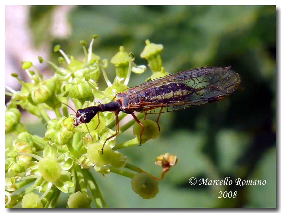 Dichrostigma flavipes (Raphidiidae) dal Montenegro